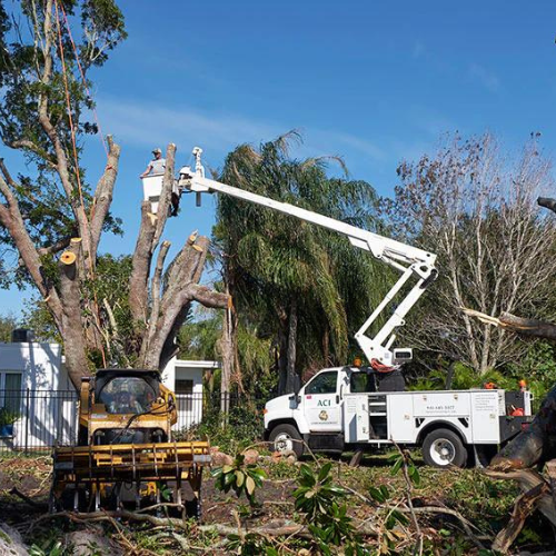 ACI bucket truck removing a large oak
