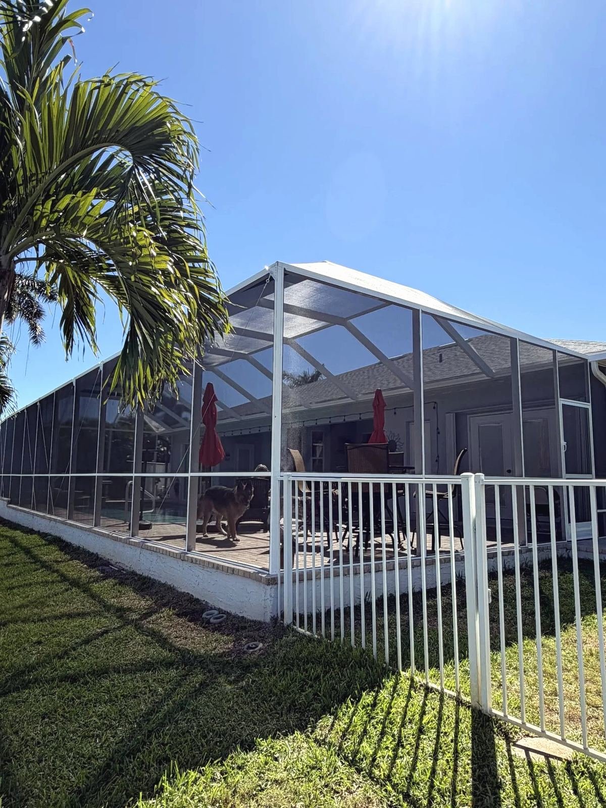 White pool cage after restoration with fresh paint and new screen, a palm overhead and a white aluminum fence along the lawn in Southwest Florida